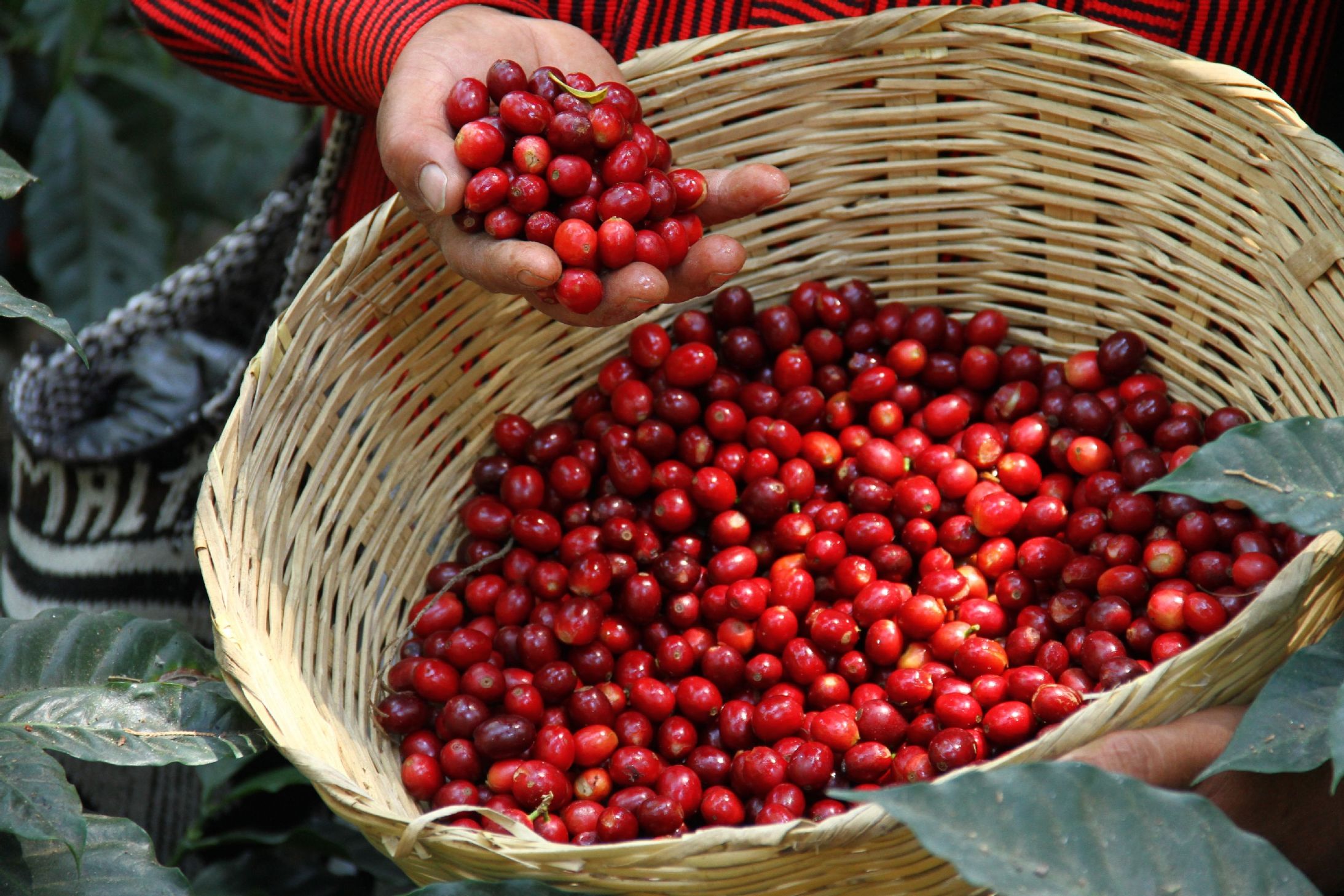 Escort En Guatemala