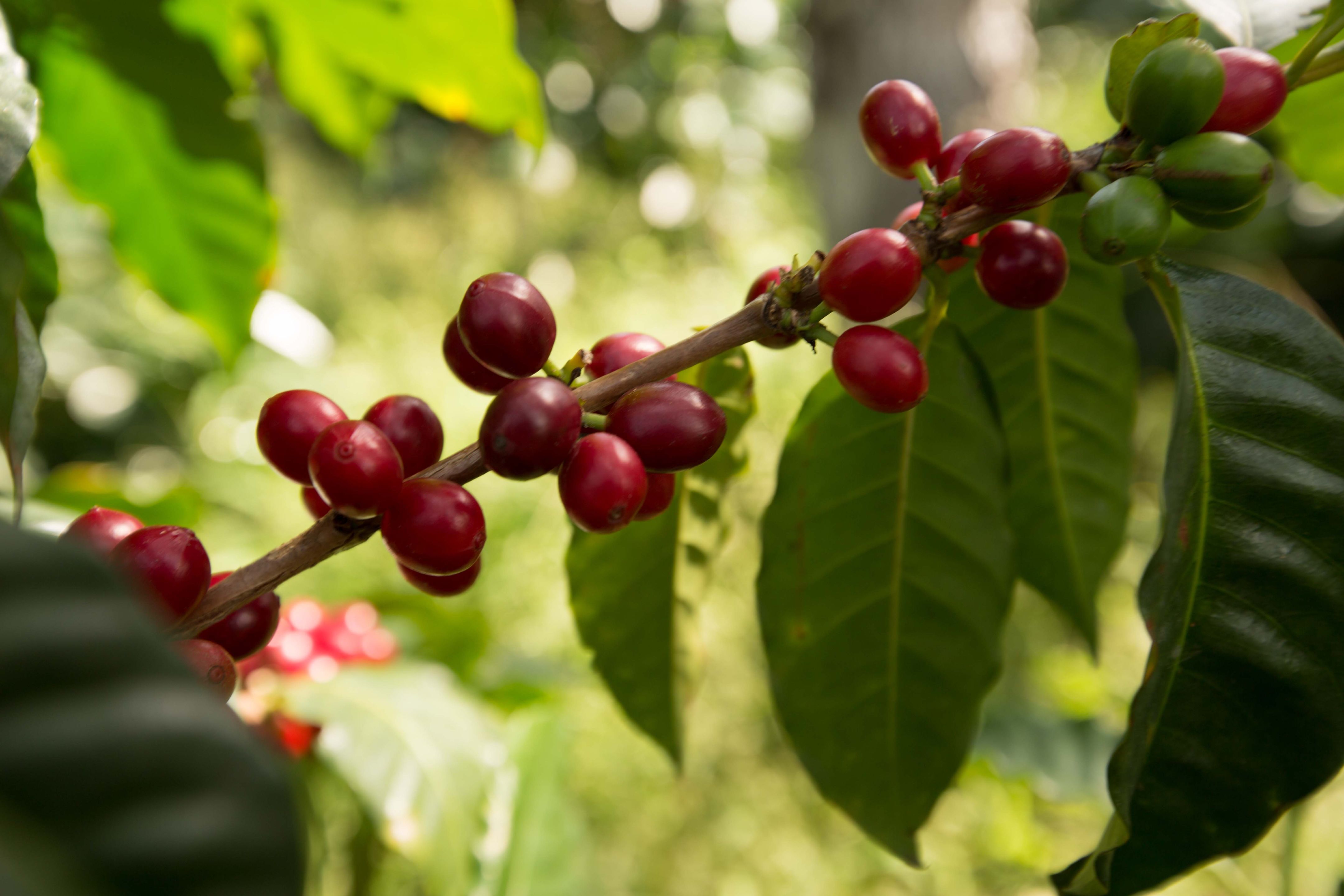 Asociación Nacional del Café